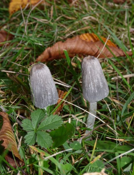 Coprinopsis lagopus on hornbeam in Hatfield Forest, UK.